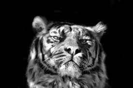 Pinthestars Tiger Portrait Black White Photography Animal Photography Animals Black And White Portraits
