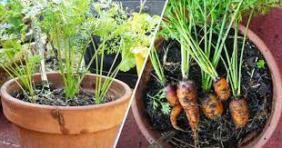 Scatter seeds on the soil surface so they are about 3 apart and cover them with about 1/4 of planting mix. Grow Carrots In Containers Gardening Channel