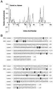 Hemoglobin is produced by genes that control the expression of the hemoglobin protein. Augmented Water Binding And Low Cellular Water Content In Erythrocytes Of Camel And Camelids Sciencedirect