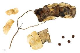 Image result for Entada chrysostachys