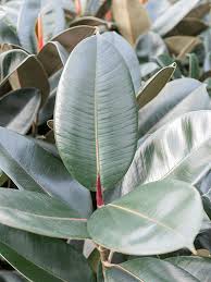 Image result for Ficus elastica