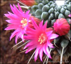 Unfortunately this field mark is only helpful, of course, if the plant happens to be blooming. Mammillaria Spinosissima F Un Pico With Bright Pink Blooms This Cactus Has Such Pretty Pink Flowers It Is Also S Pretty Flowers Cacti And Succulents Bloom