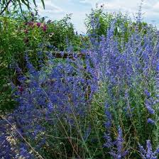 Image result for perovskia atriplicifolia 'little spire'