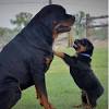 These steps and tips helps in puppy training a rottweiler puppy. 1