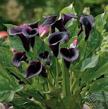 Figure out which art pieces are real and which are forgeries in our guide. 15 Most Beautiful Black Flowers With Pictures Jessica Paster