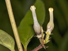 Image result for Ceropegia papillata