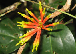 Image result for Loranthaceae