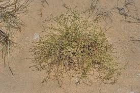 Image result for Polycarpaea eriantha