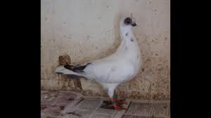 What to see and do on a budapest short break. Budapest Short Face Tumbler Youtube