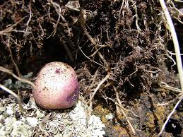 Image result for Solanum tuberosum