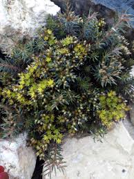 Sedum banana split has colors like the traditional banana split ice cream: Sedum Hakonense Chocolate Ball