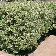 Image result for Pittosporum tobira