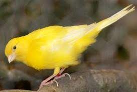 Hallo kanaries experten, ab wann fangen eigentlich kanarien jungen zu singen und wie erkennt man männchen von weibchen wenn die jung sind. Kanarienvogel Wellensittiche Nymphensittiche In Der Natur Ware Ein Offensichtlich Kranker Vogel Ein Ideales Opfer Seiner Fressfeinde Zudem Werden Solche Vogel Aus Einem Schwarm Leicht Ausgestossen Vogel Zeigen Deshalb Erst Sehr Spat Fur Den