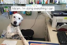 24 Tweets About Work That Are Never Not Funny Funny Animal Pictures Funny Dogs Dog Memes