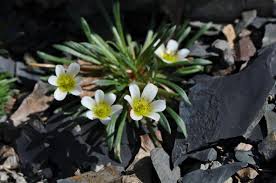 Image result for Cyanotis caespitosa