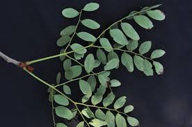 Image result for Burkea africana