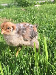 Maybe you would like to learn more about one of these? Hahn Oder Henne Mahdgut Tut Gut