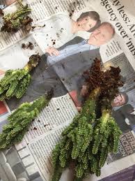 How to fix root rot. Help Is There Anyway To Salvage My Beloved Fairy Castle Cactus From Root Rot Plantclinic