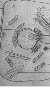 Thanks, wikihow. rated this article Draw The Typical Animal Cell And Lable It S Parts Brainly In