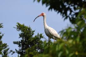 Image result for Ibis White 2008 SR4