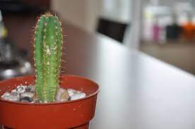 Since the san pedro cactus can reach heights of 19 feet tall, it is typically grown outdoors. White Spots On San Pedro The Ethnobotanical Garden Shroomery Message Board