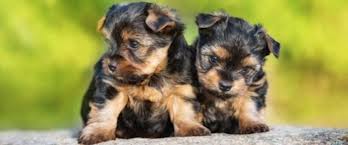 Cachorro Yorkshire Terrier GUIA DE CUIDADOS 🐕🐕🐕