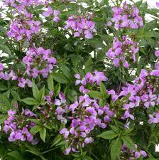 Image result for Cleome maculata