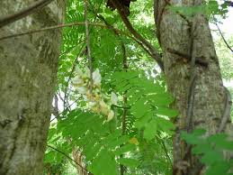 Image result for Abrus melanospermus