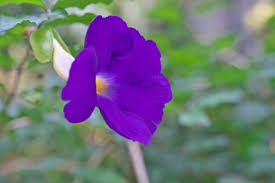 Image result for Thunbergia vogeliana