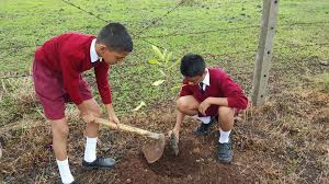 All of these tree plantation background resources are for free download on pngtree. Mona School