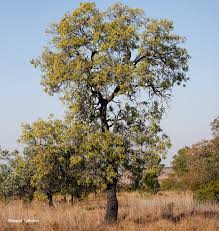 Image result for Faurea rochetiana