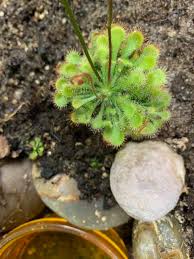 Image result for Drosera dielsiana