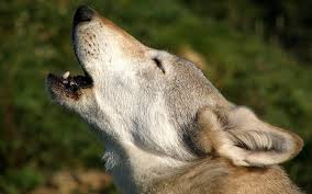 Expert it services & solutions. Project Management Ethics How To Make Sure You Re Not Crying Wolf