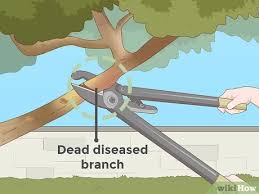 Pruning crape myrtle trees is a subject of great debate. How To Prune A Tree 13 Steps With Pictures Wikihow