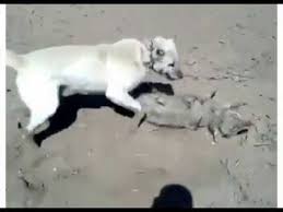 Kangal Suruye Dalan Kurdu Boguyor Youtube