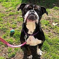 Alexandria Virginia Boxer Meet Bella A For Adoption Https Www Adoptapet Com Pet 27999131 Alexandria Virginia Boxer Animal Shelter Humane Society Pets