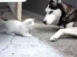 Kedi Kopek Savathy 2 Kithilik