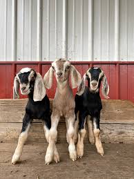 Maybe you would like to learn more about one of these? Title Introduction To Raising Goats Manna Pro