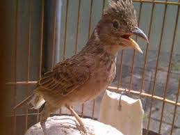 Burung branjangan gacor full isian. Cara Ampuh Agar Burung Branjangan Semakin Gacor
