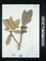 Image result for Pouteria adolfi-friederici