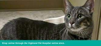 We did not find results for: Highland Pet Hospital And Wellness Center