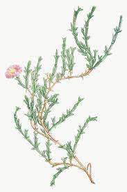 Hand Drawn Mesembryanthemum Uncinatum Ruschia Uncinata Premium Image By Rawpixel Com Aom Woraluck How To Draw Hands Png Design Element