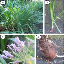 Image result for Tulbaghia alliacea
