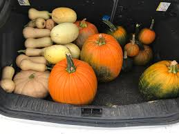 Long island cheese pumpkin plant. Our Early Planting Of Winter Squash And Pumpkins Are Ready Really Happy With The Long Island Cheese It S My Fav To Make Pie Gardening