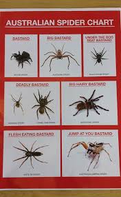 australian spider id chart imgur