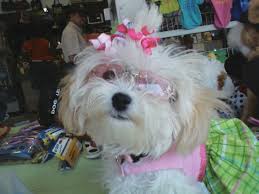 Three beautiful puppies for sale 2 males 1 girl. 7 Cool Maltese Puppies For Sale In Augusta Ga Biological Science Picture Directory Pulpbits Net