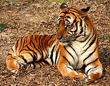 Tiger Wikipedia