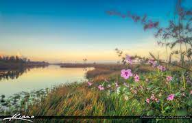 Maybe you would like to learn more about one of these? Pink Flowers Pine Glades Wetlands Hdr Photography By Captain Kimo