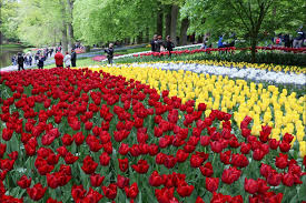 See more ideas about τουλίπα, τουλίπες, όμορφα λουλούδια. Keukenhof H An8ismenh Ollandia Inzone