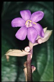 Image result for Cyanastrum